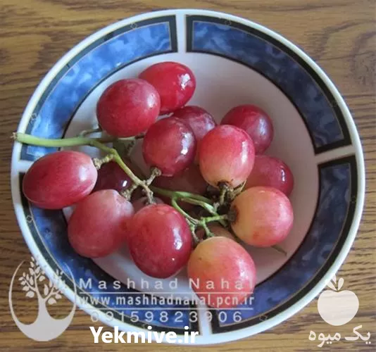 فروش نهال گلدانی انگور ردگلوب در مشهد در گروه خرید و فروش نهال انگور در یکمیوه -عکس1