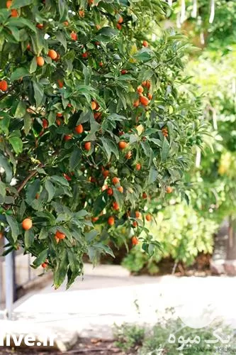 فروش درخت کامکوات پایه نارنج سیترنج در ساری در گروه خرید و فروش نارنج در یکمیوه -عکس1