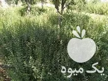 قیمت خرید عمده گیاهان تزیینی باغ در مشکین دشت در گروه خرید و فروش گیاهان زینتی در یکمیوه -عکس1