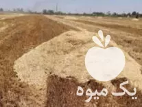 فروش کاه و کلش دیم در کرمانشاه در گروه خوراک دام و طیور در یکمیوه -عکس1