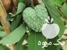 قیمت خرید نهال های استوایی در بوشهر در گروه خرید و فروش نهال در یکمیوه -عکس1