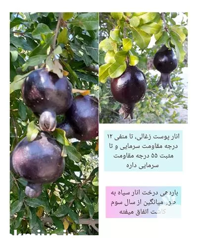 فروش نهال انار پوست سیاه در ساری در گروه خرید و فروش نهال انار در یکمیوه -عکس1