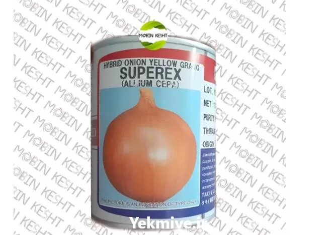 قیمت خرید بذر پیاز سوپر کس در گروه خرید و فروش بذر پیاز در یکمیوه -عکس1