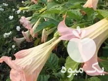 فروش گل شیپور فرشته عطری گل در ساری در گروه خرید و فروش گیاهان زینتی در یکمیوه -عکس1