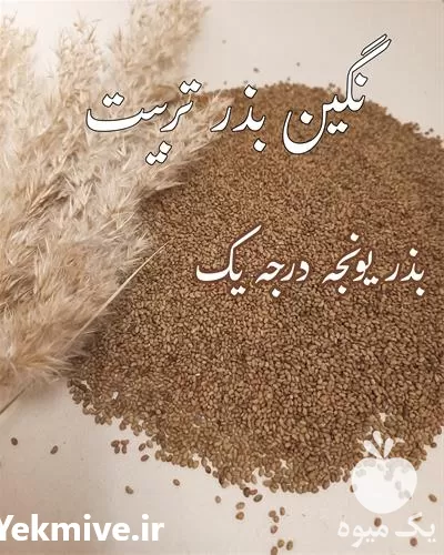 بهترین قیمت فروش بذر یونجه در گروه خرید و فروش بذر یونجه در یکمیوه -عکس1