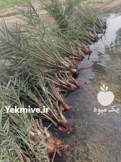 نخل طلای جنوب در تهران در گروه خرید و فروش پاجوش گل و گیاه در یکمیوه -عکس1