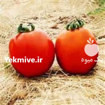 فروش بذر گوجه فرنگی روژین در اهواز در گروه خرید و فروش بذر گوجه در یکمیوه -عکس1