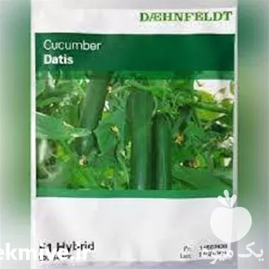 فروش بذر خیار داتیس اصل در بوشهر در گروه خرید و فروش بذر خیار در یکمیوه -عکس1