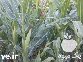 کار با تراکتور جفت در دورود در گروه خدمات شخم زنی در یکمیوه -عکس1