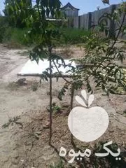 پیوندزنی درختان میوه در ارومیه در گروه خدمات پیوند درخت در یکمیوه -عکس1