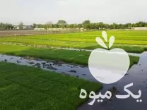 قیمت خرید بذر تیم نشا بهنام در فریدونکنار در گروه خرید و فروش نشا در یکمیوه -عکس1