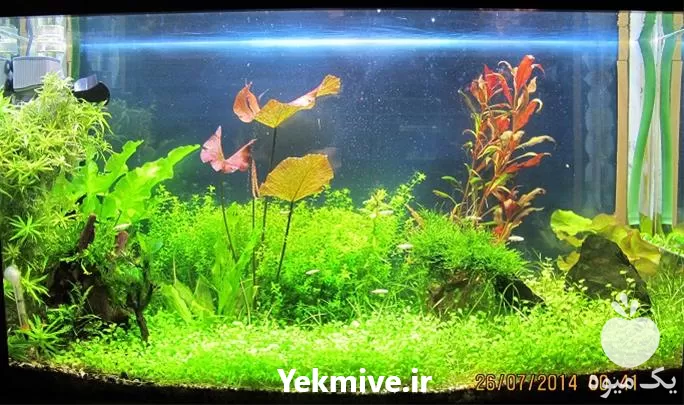 دوره آموزشی پرورش گیاهان در گروه دوره آموزش کشاورزی در یکمیوه -عکس1