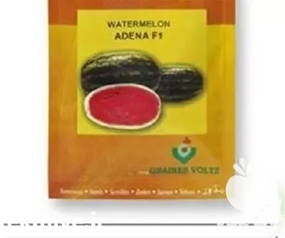 قیمت خرید بذر هندوانه آدنا هندوانه در گروه خرید و فروش بذر هندوانه در یکمیوه -عکس1