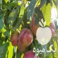 فروش یکجا یه میوه باغ شلیل در اردبیل در گروه خرید و فروش شلیل در یکمیوه