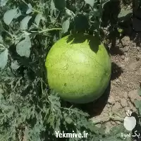 فروش بذر هندوانه زودرس گالینا در همدان در گروه خرید و فروش بذر هندوانه در یکمیوه