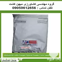 بذر ذرت شیرین تارگت در کرمانشاه در گروه خرید و فروش بذر ذرت در یکمیوه