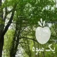اکیپ جهت کار در باغ سیب در بوکان در گروه خدمات باغبانی در یکمیوه