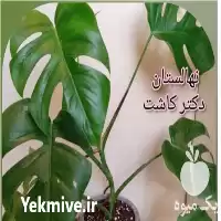 فروش عمده گیاه برگ انجیری در گروه خرید و فروش گیاهان زینتی در یکمیوه