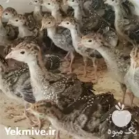 فروش جوجه بوقلمون برنز اصلاح نژاد در ارومیه در گروه مرغ و خروس و بوقلمون و اردک قو قاز در یکمیوه