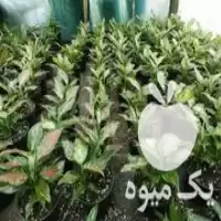 قیمت خرید حراج گیاهان آپارتمانی در سده در گروه خرید و فروش گیاهان زینتی در یکمیوه