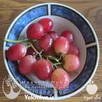فروش نهال گلدانی انگور ردگلوب در مشهد در گروه خرید و فروش نهال انگور در یکمیوه