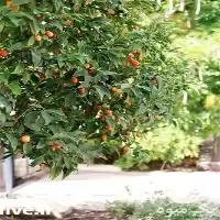 فروش درخت کامکوات پایه نارنج سیترنج در ساری در گروه خرید و فروش نارنج در یکمیوه