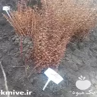 نهال زرشک و عناب در تهران در گروه خرید و فروش نهال زرشک در یکمیوه