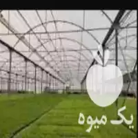 قیمت خرید گل گیاهان زینتی گلخانه در گروه خرید و فروش گیاهان زینتی در یکمیوه