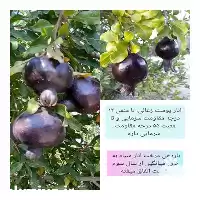 فروش نهال انار پوست سیاه در ساری در گروه خرید و فروش نهال انار در یکمیوه
