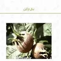 فروش قیمت عمده نهال ازگیل در تهران در گروه خرید و فروش نهال در یکمیوه