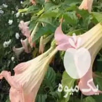 فروش گل شیپور فرشته عطری گل در ساری در گروه خرید و فروش گیاهان زینتی در یکمیوه