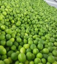 لیمو ترش محلی جنوب در گروه خرید و فروش لیمو ترش در یکمیوه