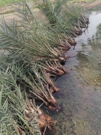 نخل طلای جنوب در تهران در گروه خرید و فروش پاجوش گل و گیاه در یکمیوه