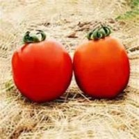 فروش بذر گوجه فرنگی روژین در اهواز در گروه خرید و فروش بذر گوجه در یکمیوه