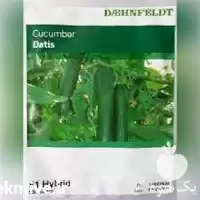 فروش بذر خیار داتیس اصل در بوشهر در گروه خرید و فروش بذر خیار در یکمیوه