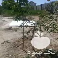 پیوندزنی درختان میوه در ارومیه در گروه خدمات پیوند درخت در یکمیوه