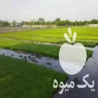 قیمت خرید بذر تیم نشا بهنام در فریدونکنار در گروه خرید و فروش نشا در یکمیوه