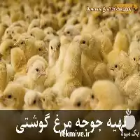 فروش جوجه یک روزه گوشتی نژاد در ارومیه در گروه مرغ و خروس و بوقلمون و اردک قو قاز در یکمیوه