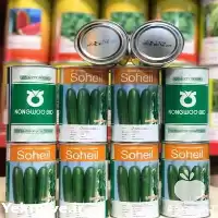 فروش بذر خیار پر گل بذر خیار در رشت در گروه خرید و فروش بذر خیار در یکمیوه