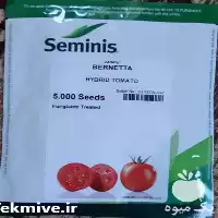 قیمت خرید بذر گوجه فرنگی برنتا در گروه خرید و فروش بذر گوجه در یکمیوه