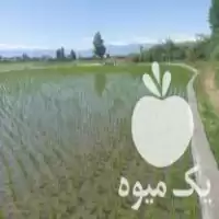 فروش بانک نشا قربانی بیشه محله در آمل در گروه خرید و فروش نشا در یکمیوه