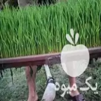 فروش تیم نشا امرولهی اماده نشا در گتاب در گروه خرید و فروش نشا در یکمیوه