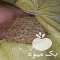 خریدار جو دیم و ابی در عجب شیر در گروه خرید و فروش گندم و جو در یکمیوه