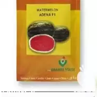 قیمت خرید بذر هندوانه آدنا هندوانه در گروه خرید و فروش بذر هندوانه در یکمیوه