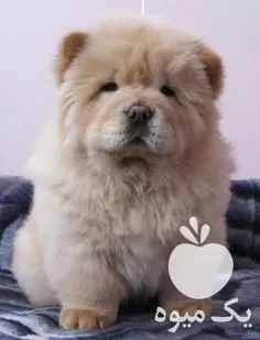 فروش توله چاوچاو حرفه ای سوپرفلت در کرج در گروه سگ و گربه در یکمیوه -عکس1