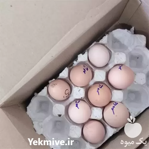 فروش تخم نطفه دار جیبر سیبرایت در بیرجند در گروه انواع تخم ها در یکمیوه -عکس1