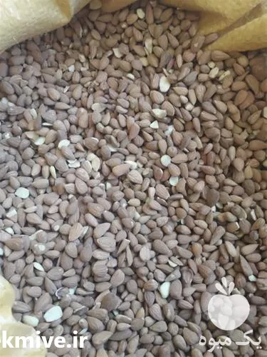 فروش دانه های روغنی با کیفیت در تهران در گروه خرید و فروش دانه های روغنی در یکمیوه -عکس1