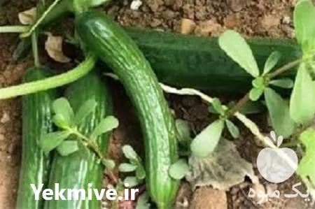 قیمت خرید بذر خیار شاهین سمینیس در گروه خرید و فروش بذر خیار در یکمیوه -عکس1