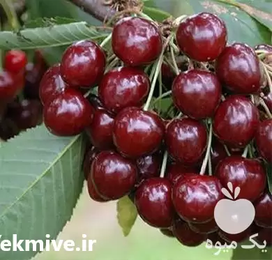 فروش نهال گیلاس گلدانی در رشت در گروه خرید و فروش نهال میوه در یکمیوه -عکس1