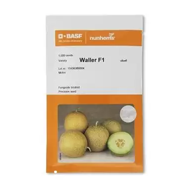 فروش بذر خربزه والر نانهمز بذر در هرمز در گروه خرید و فروش بذر خربزه در یکمیوه -عکس1